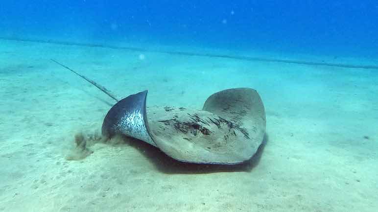 Lanzarote Buceo photo 5
