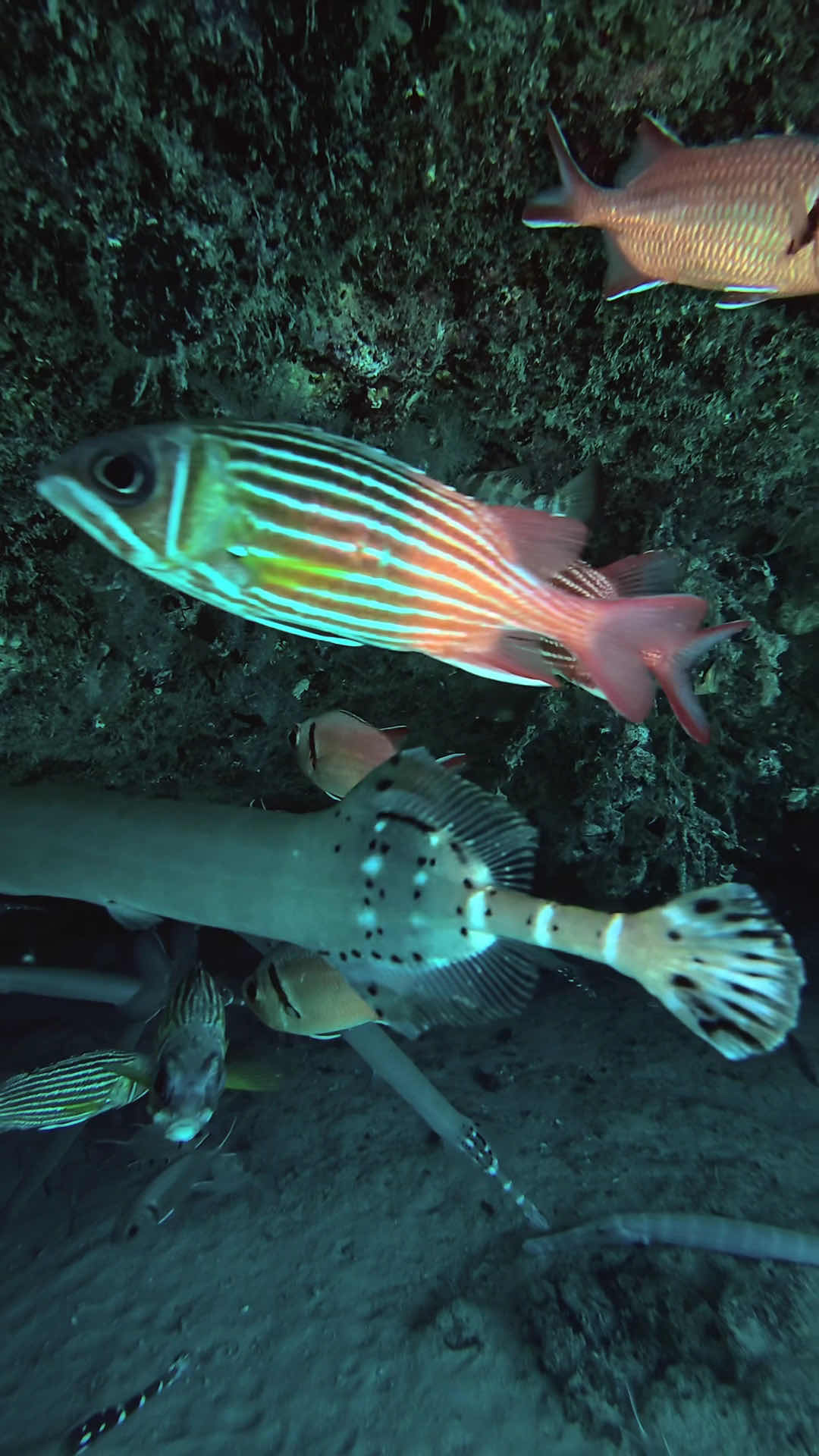 Eco Dive School Cabo Verde photo 2