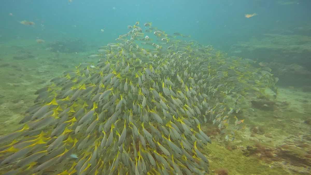 Eco Dive School Cabo Verde photo 3