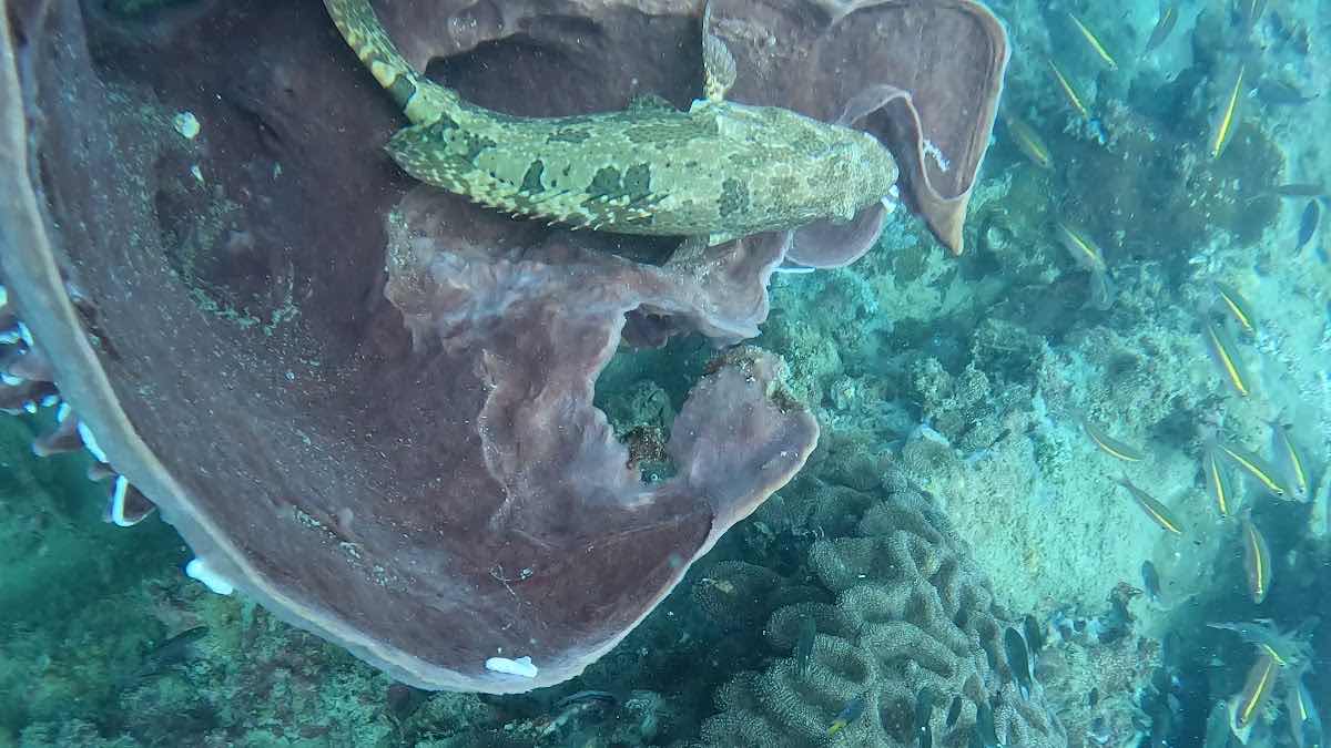 Bubbles Up Dive Center photo 9