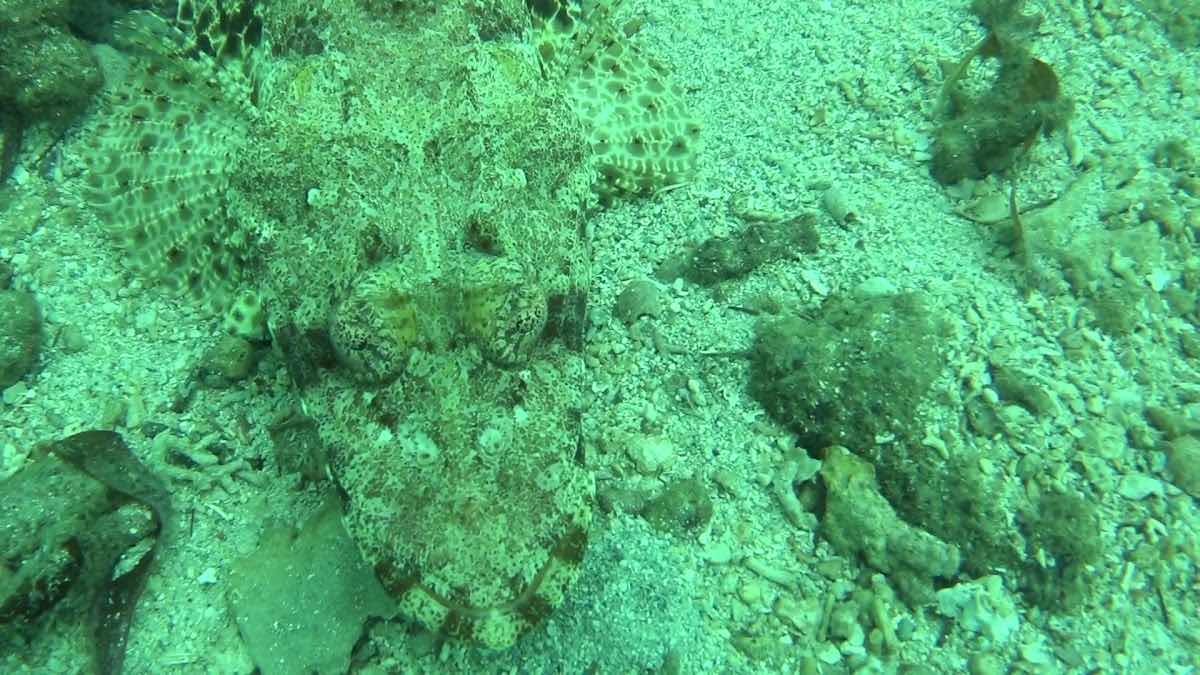 Diving Team Mombasa (Bahari Beach) photo 2