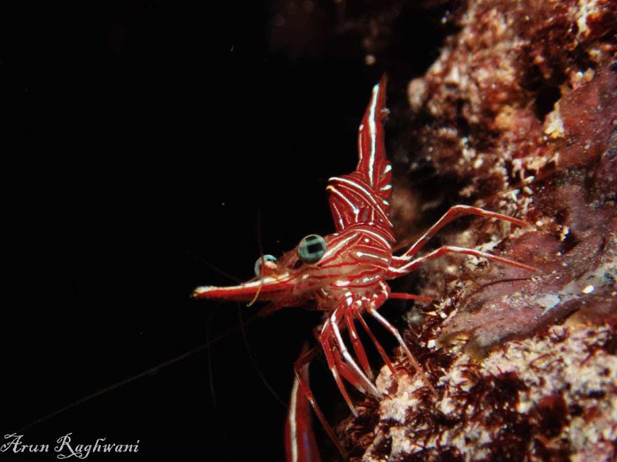 Diving Team Mombasa (Bahari Beach) photo 3