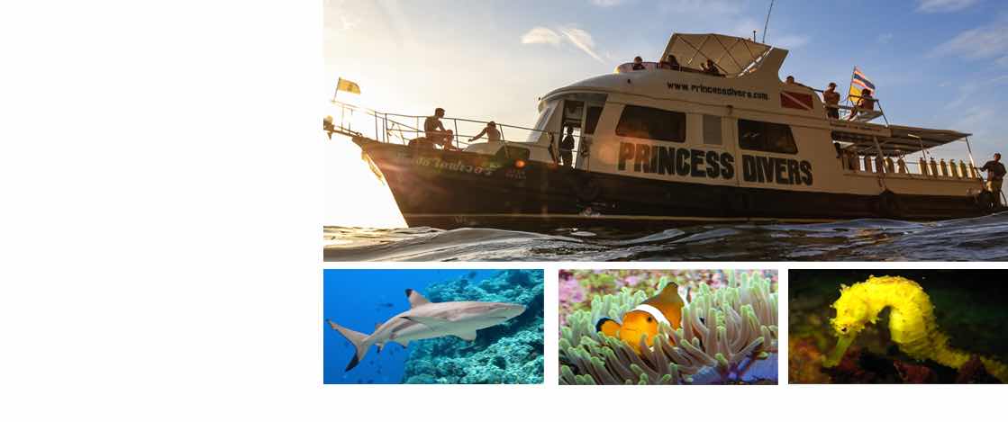 PKT Diving - Scuba Diving Phi Phi Island photo 8