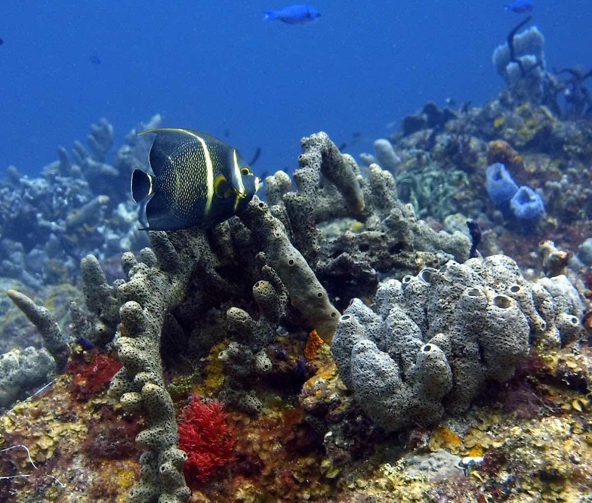 Action Adventure Divers photo 2