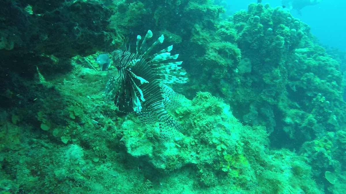 Action Adventure Divers photo 3