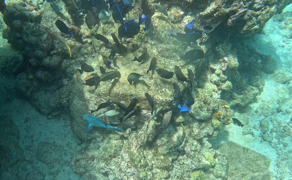 Action Adventure Divers photo 7