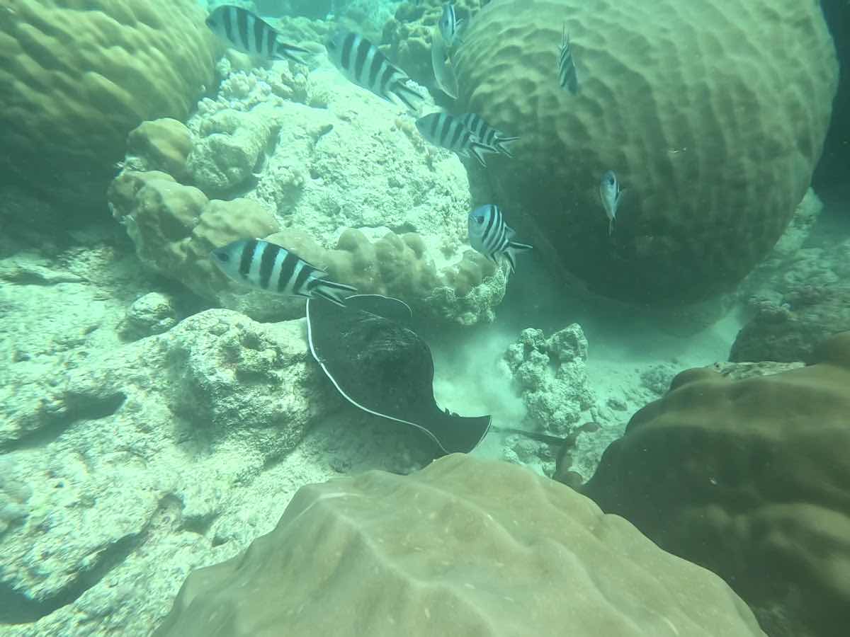 Merman Diving Mauritius photo 3