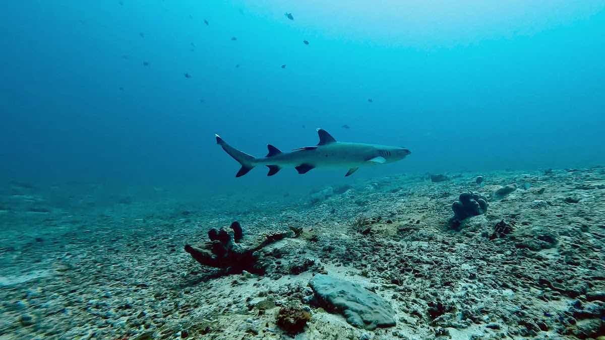 Divine Divers photo 4