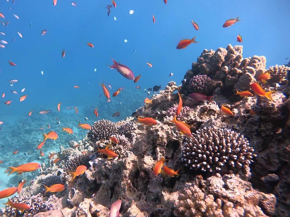 Aqaba Seahorse Dive Center photo 2