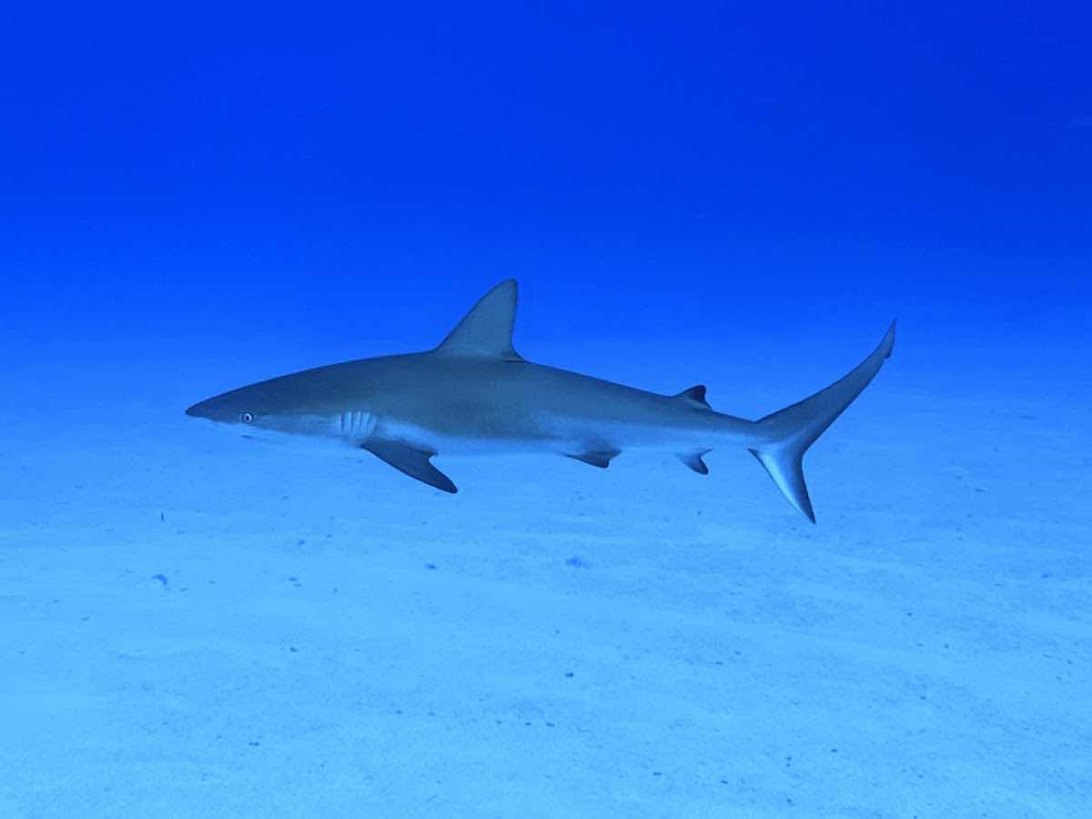 Blue Odyssey Diving photo 2