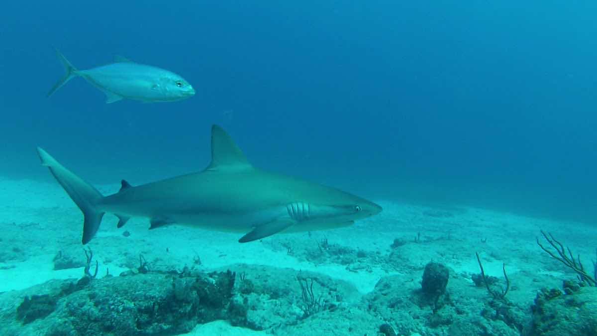 Blue Odyssey Diving photo 3