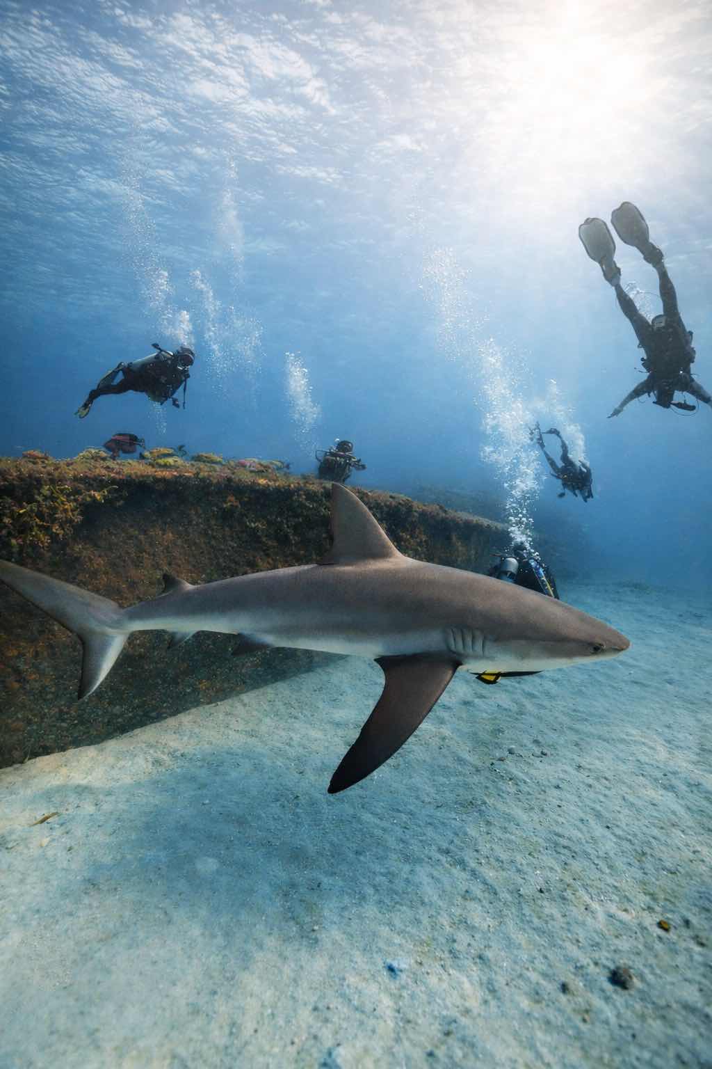 Blue Odyssey Diving photo 9