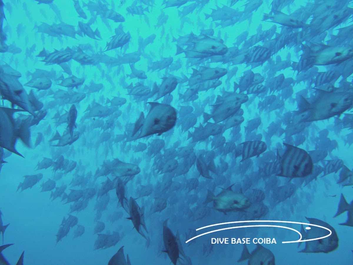 Escuela de Buceo | Dive Base Coiba photo 2