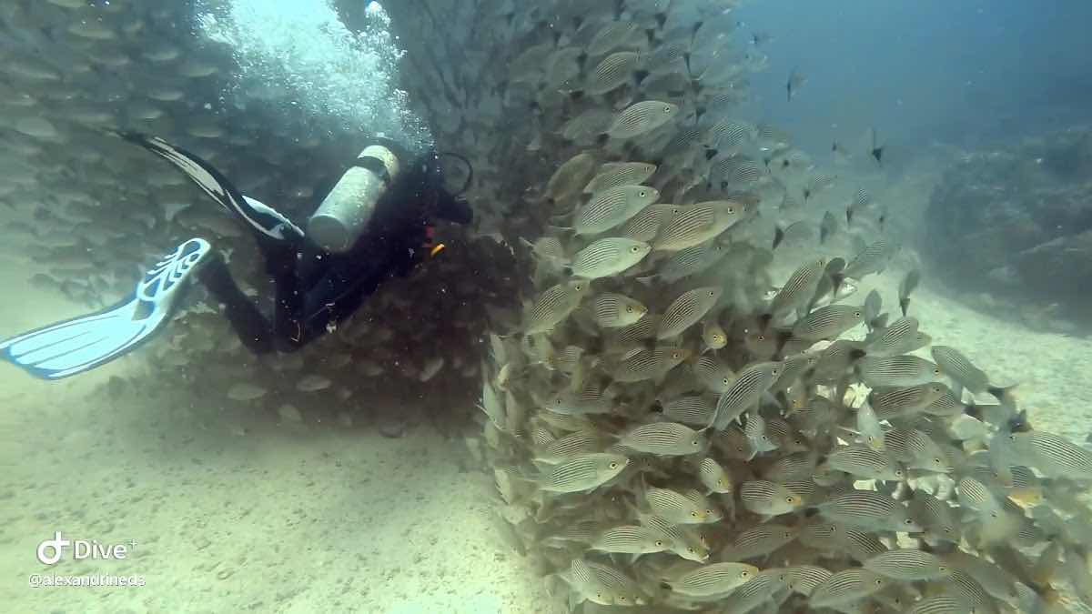 Escuela de Buceo | Dive Base Coiba photo 3