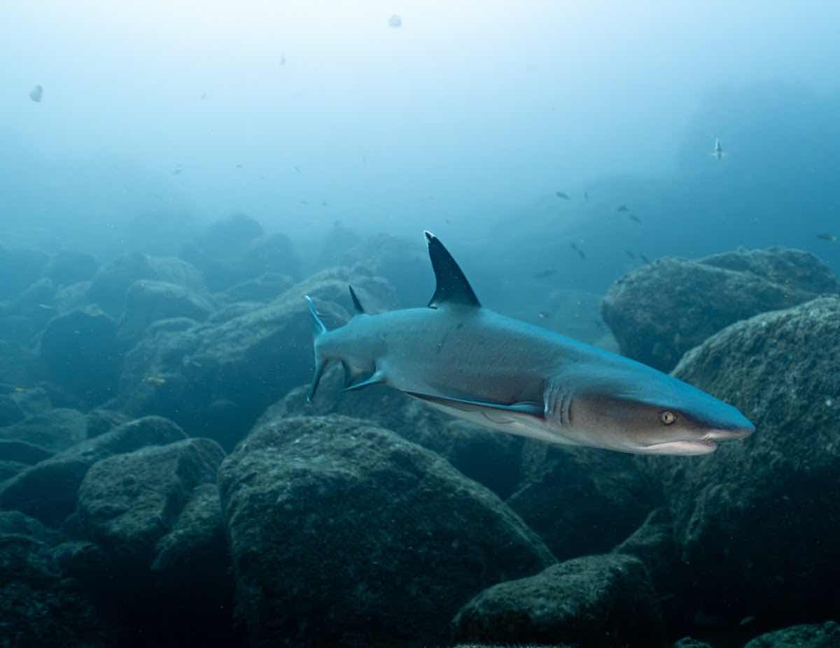 Escuela de Buceo | Dive Base Coiba photo 9