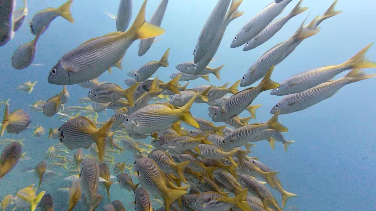 Escuela de Buceo | Dive Base Coiba photo 10