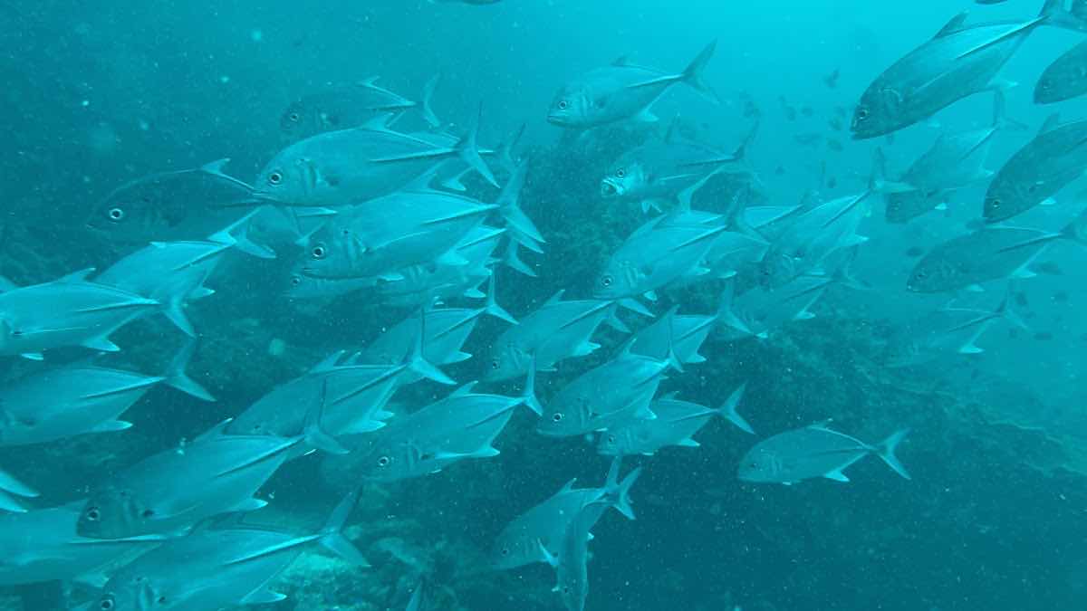 Haad Yao Divers photo 9