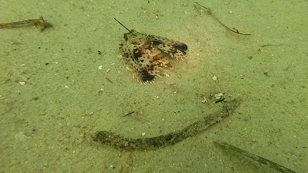 Mafia Island Diving photo 3