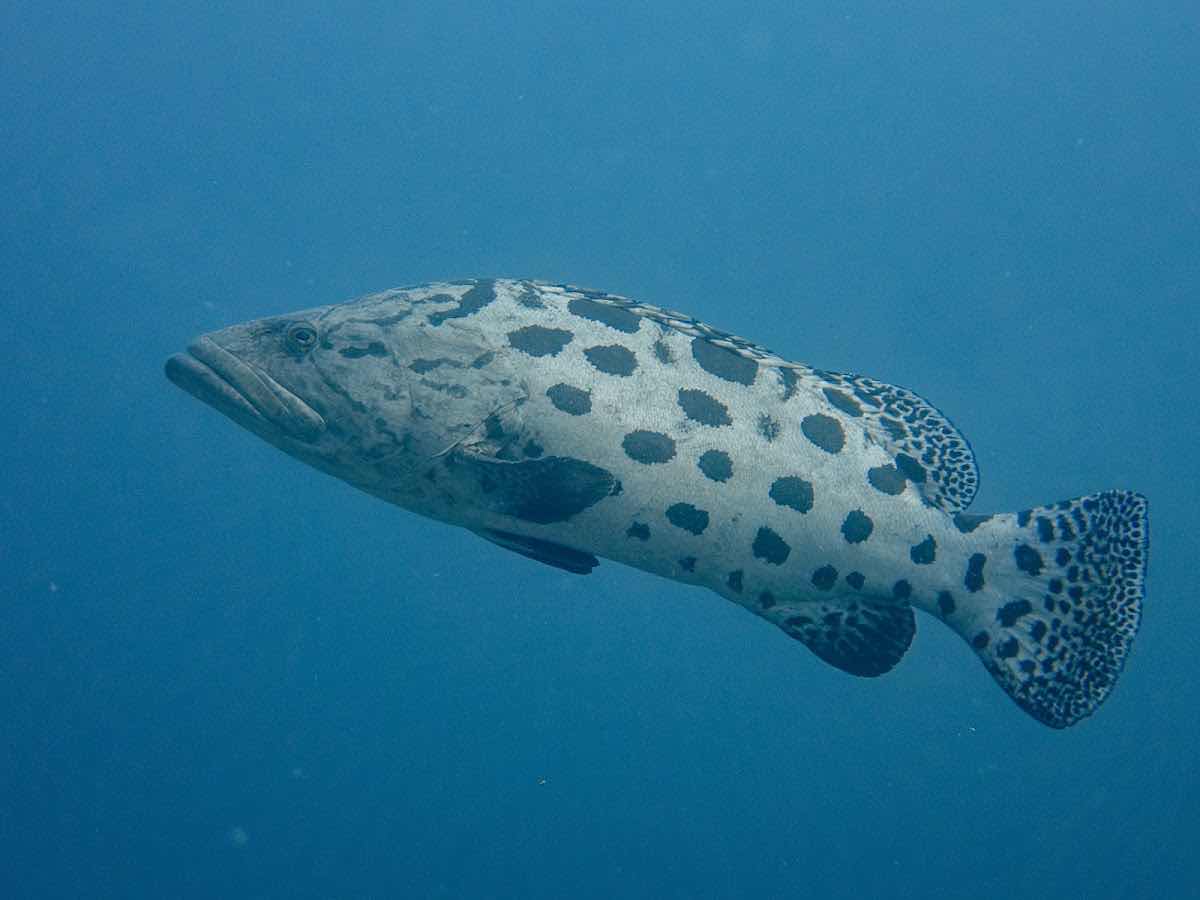Mafia Island Diving photo 4