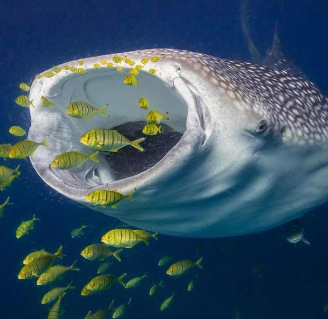 Mafia Island Diving photo 8