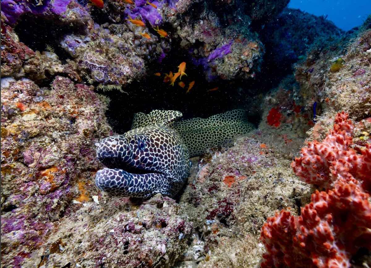 Aquaholics Barra Scuba and Activities photo 8