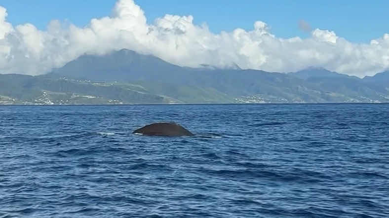 Dive Dominica photo 3