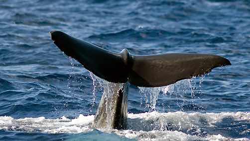 Dive Dominica photo 9