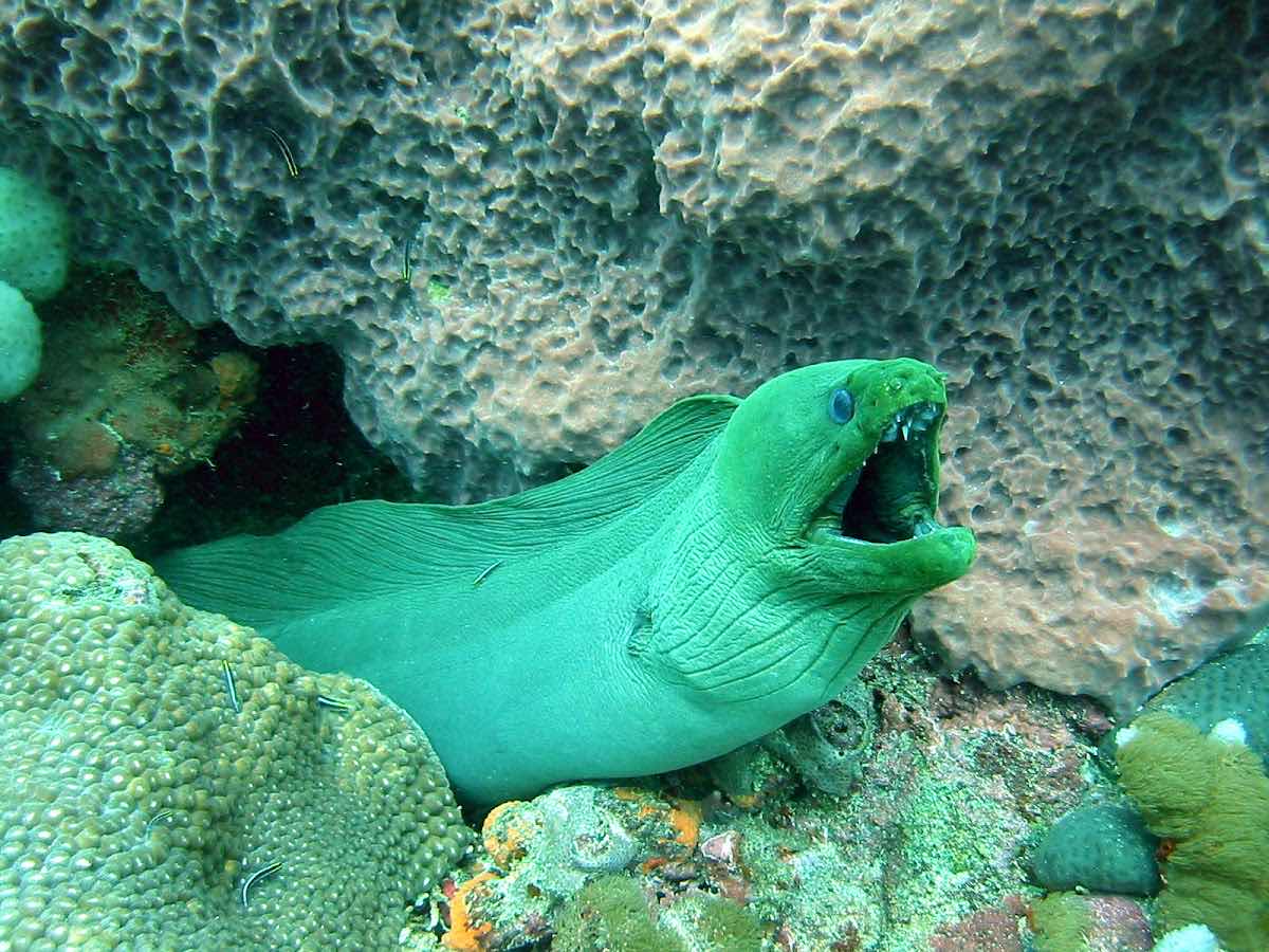 Wild Turtle Scuba Tobago. photo 2