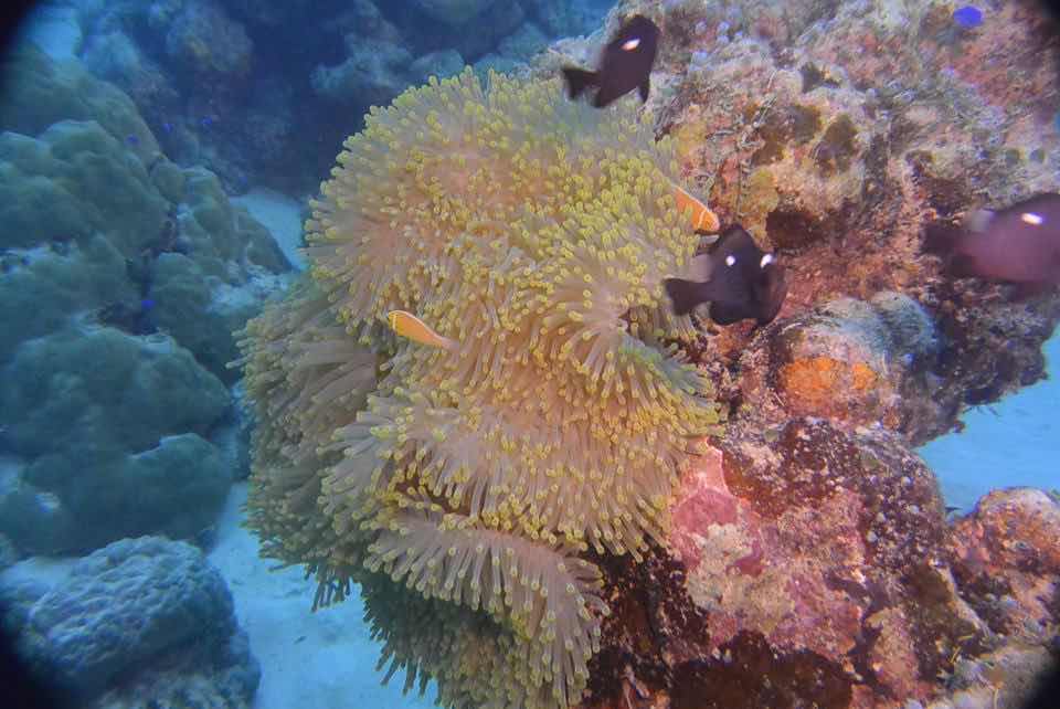 Laidenki Diving and Tours photo 1