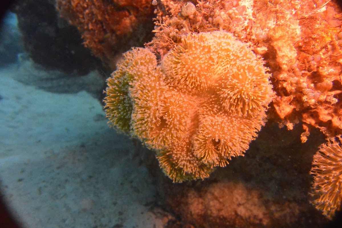 Laidenki Diving and Tours photo 9