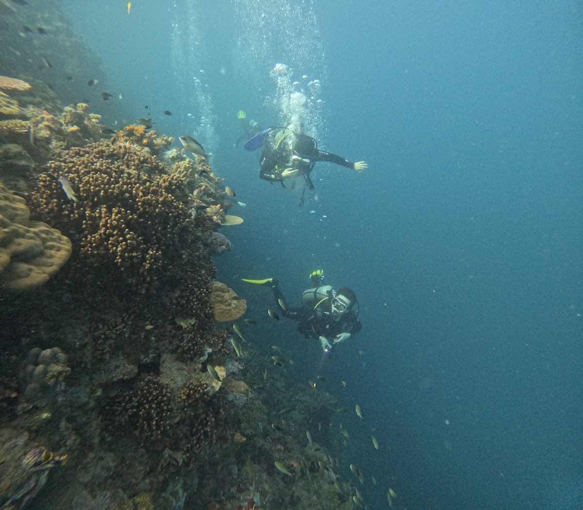 OhCEAN DIVE photo 4