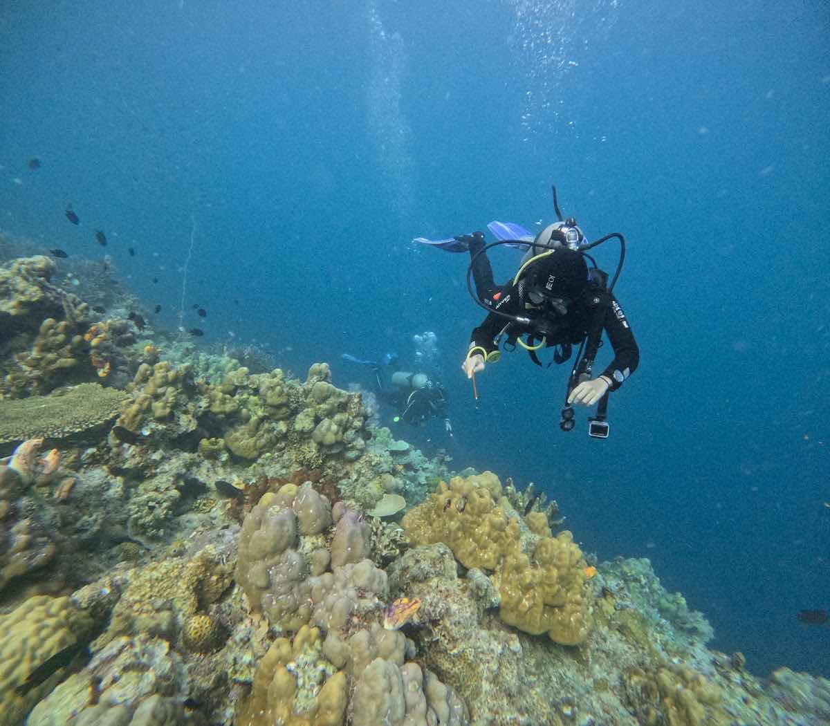 OhCEAN DIVE photo 5