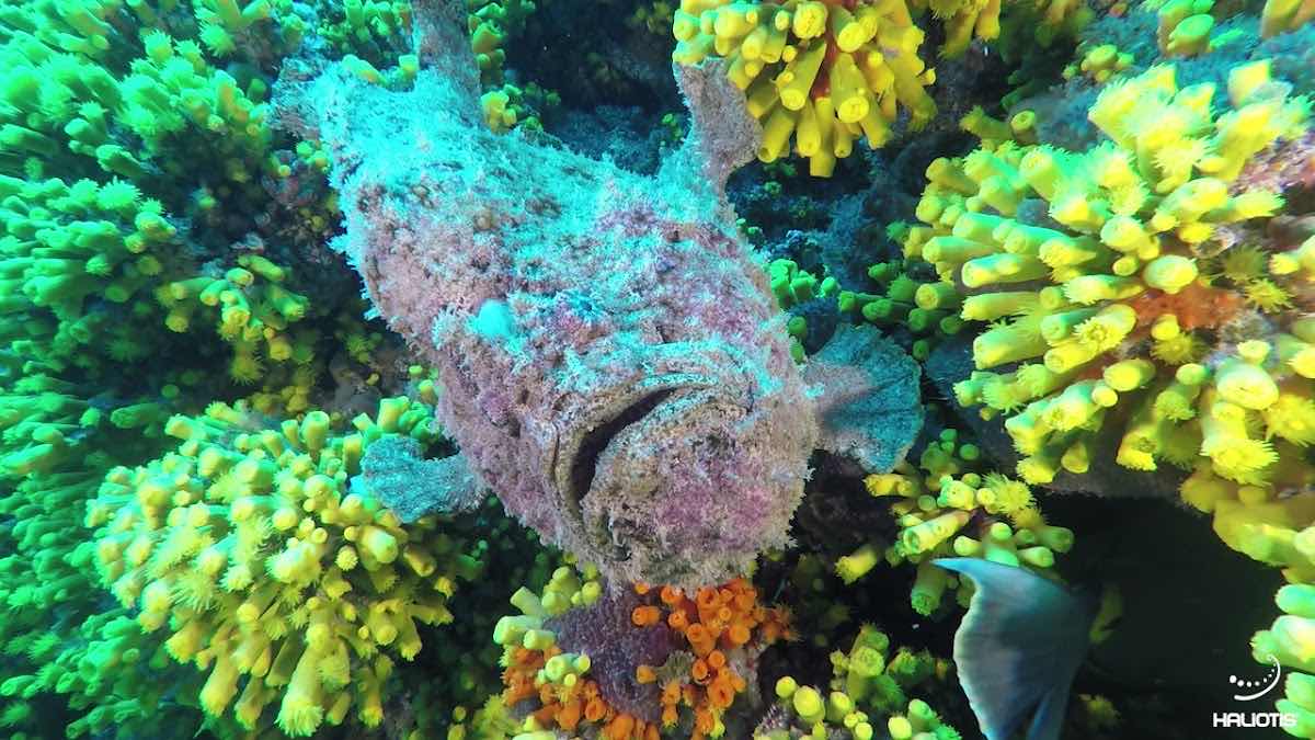 Haliotis - Dive Center Mindelo photo 10