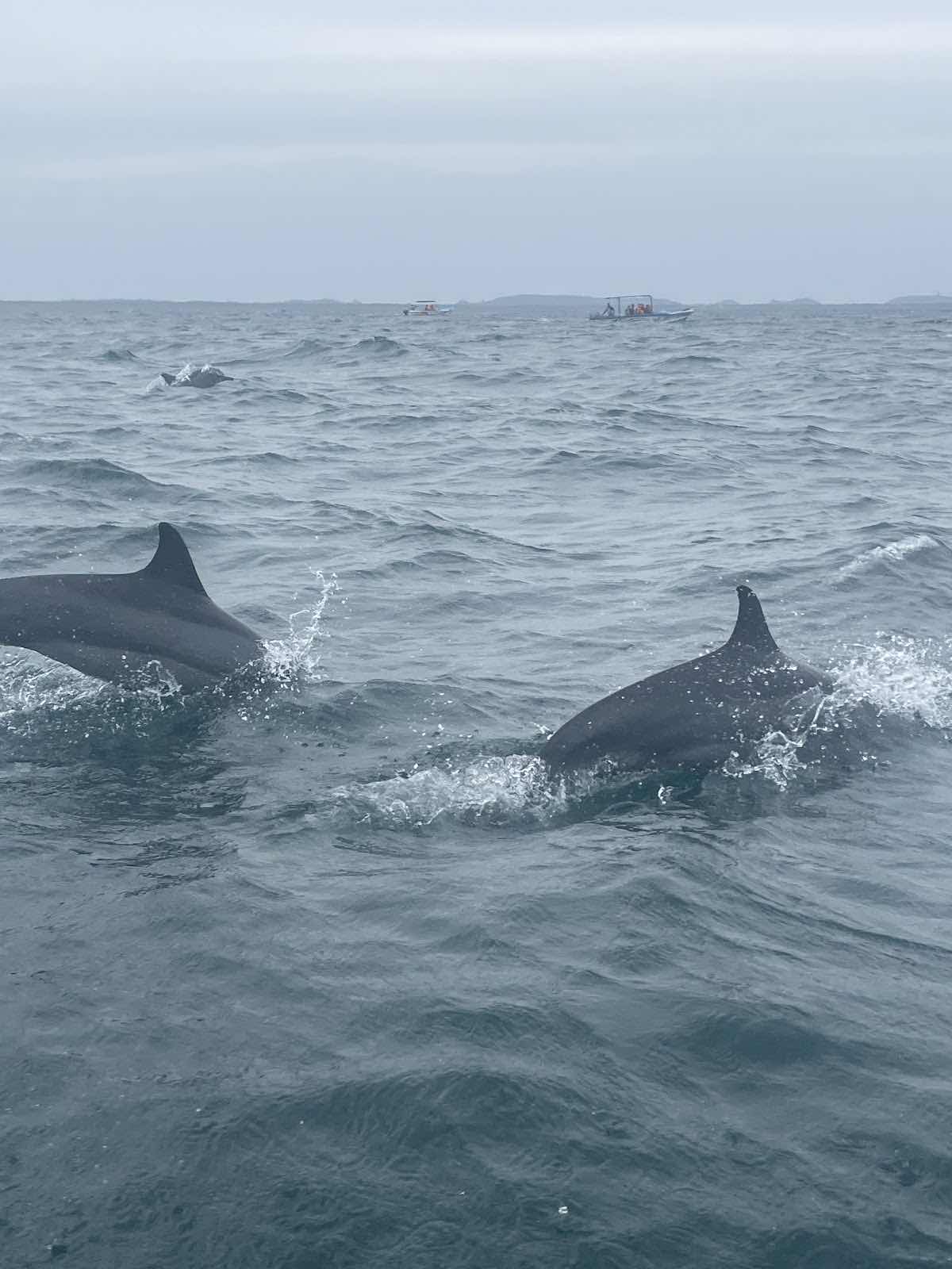 Srilanka Dive School photo 7
