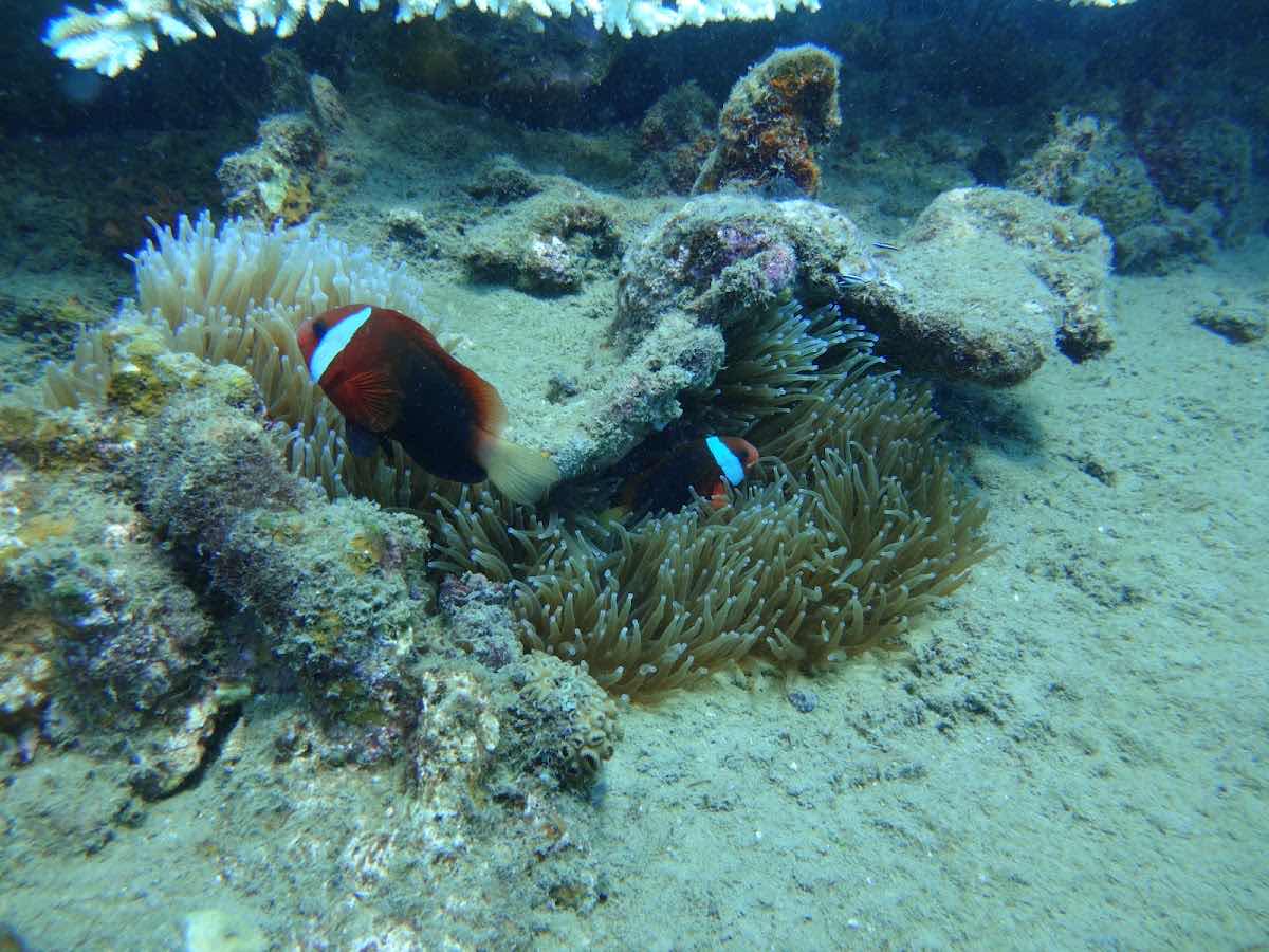 Emperor Divers Honiara photo 4