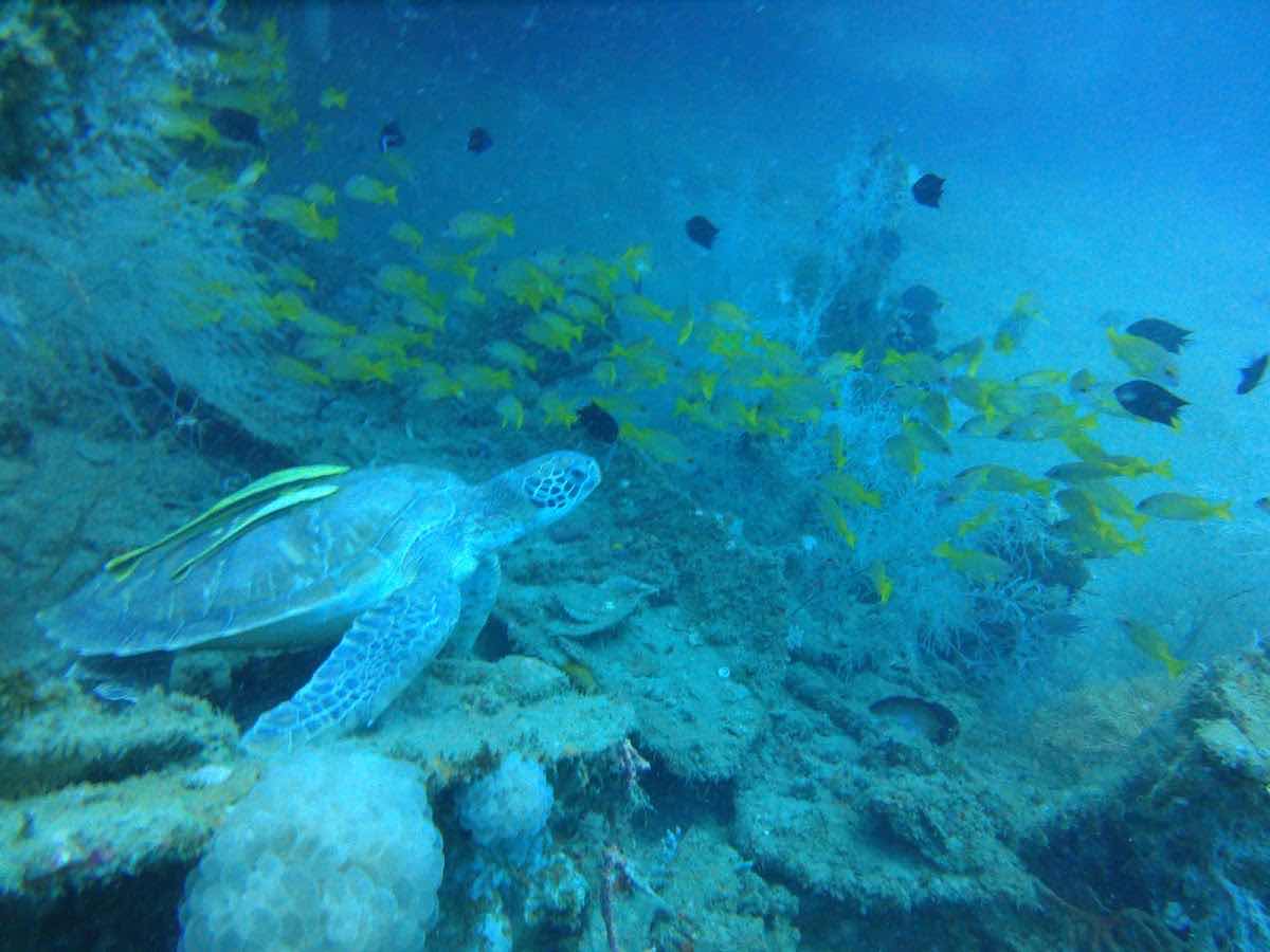 Emperor Divers Honiara photo 7