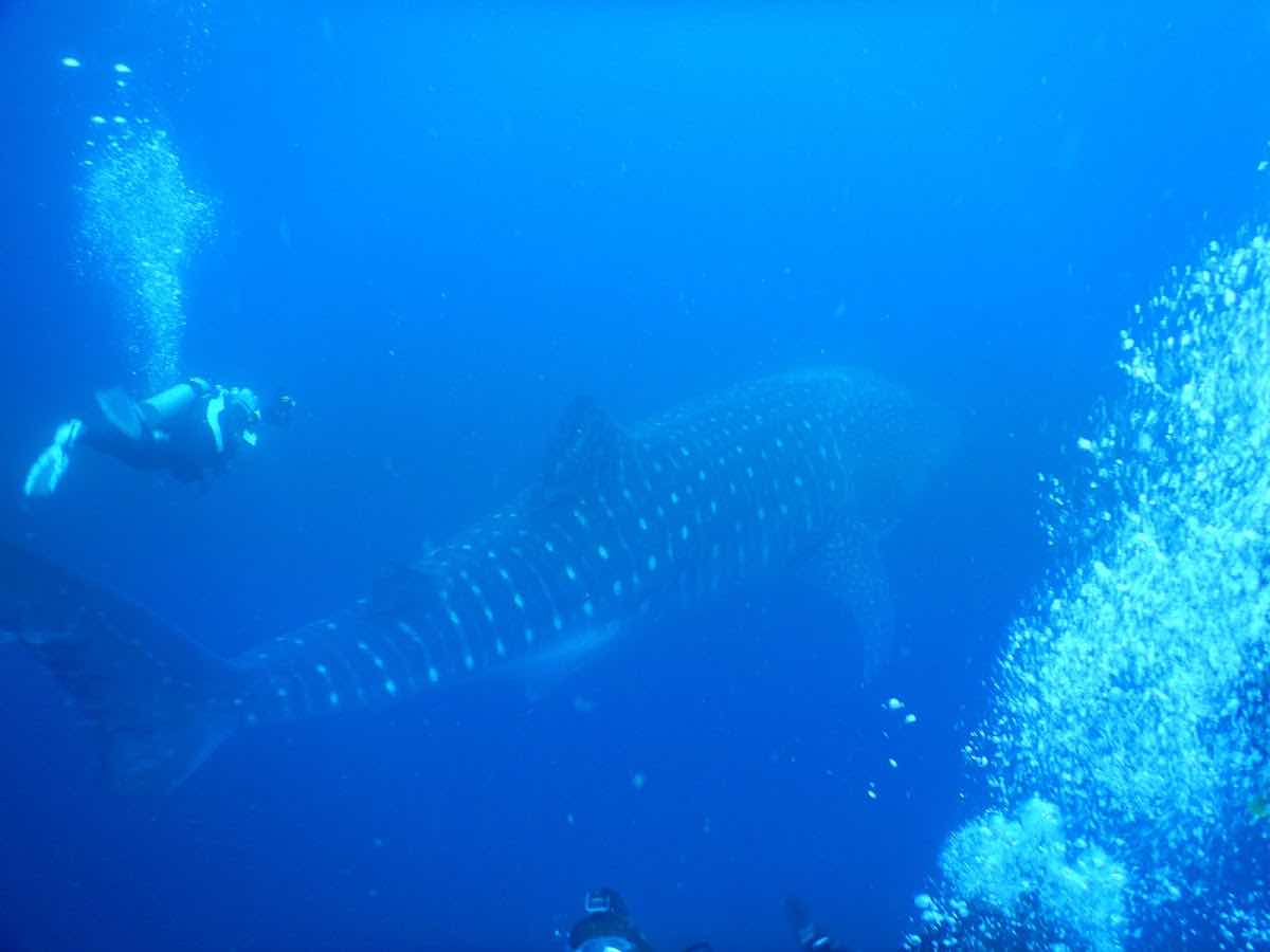 Galapagos Shark Diving photo 1