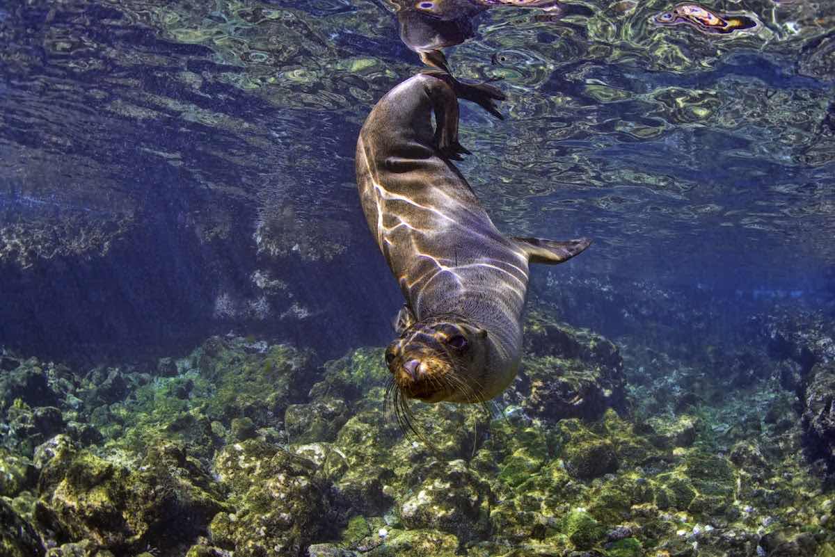 Galapagos Shark Diving photo 2