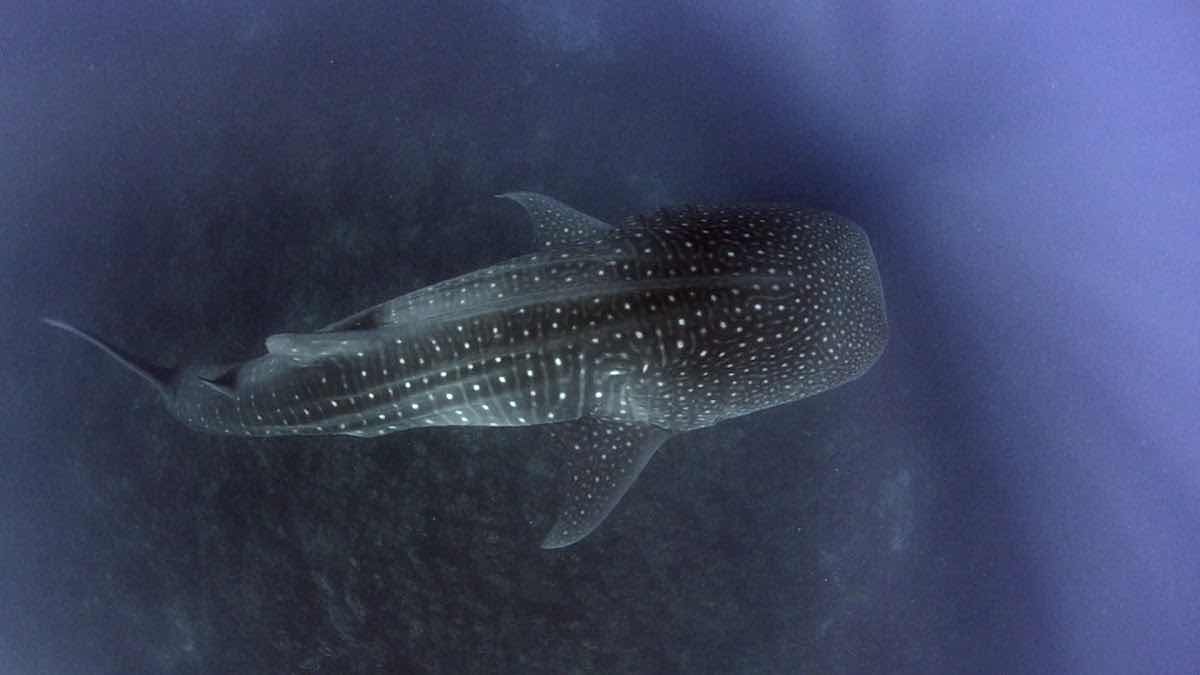 Galapagos Shark Diving photo 3