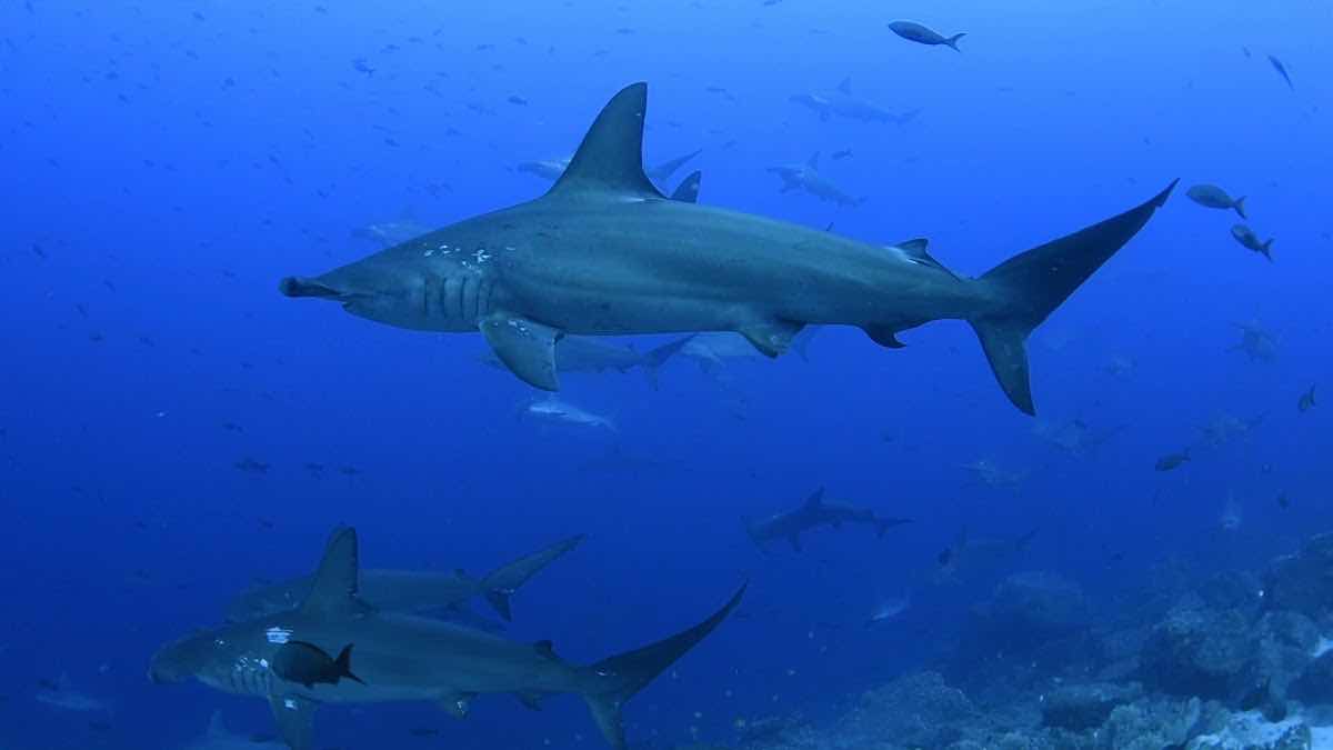 Galapagos Shark Diving photo 4