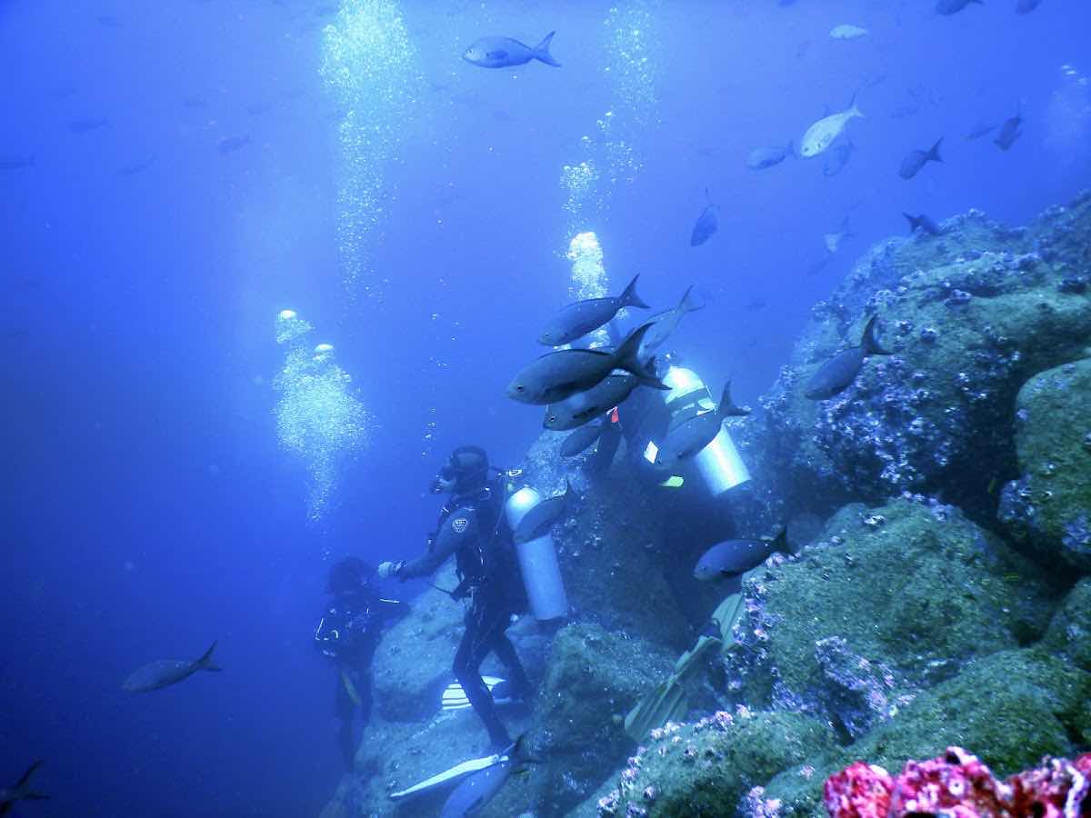 Galapagos Shark Diving photo 5