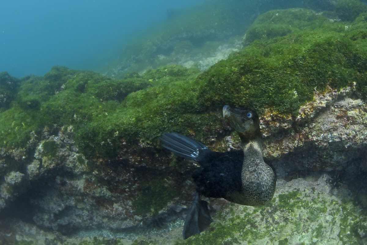 Galapagos Shark Diving photo 6