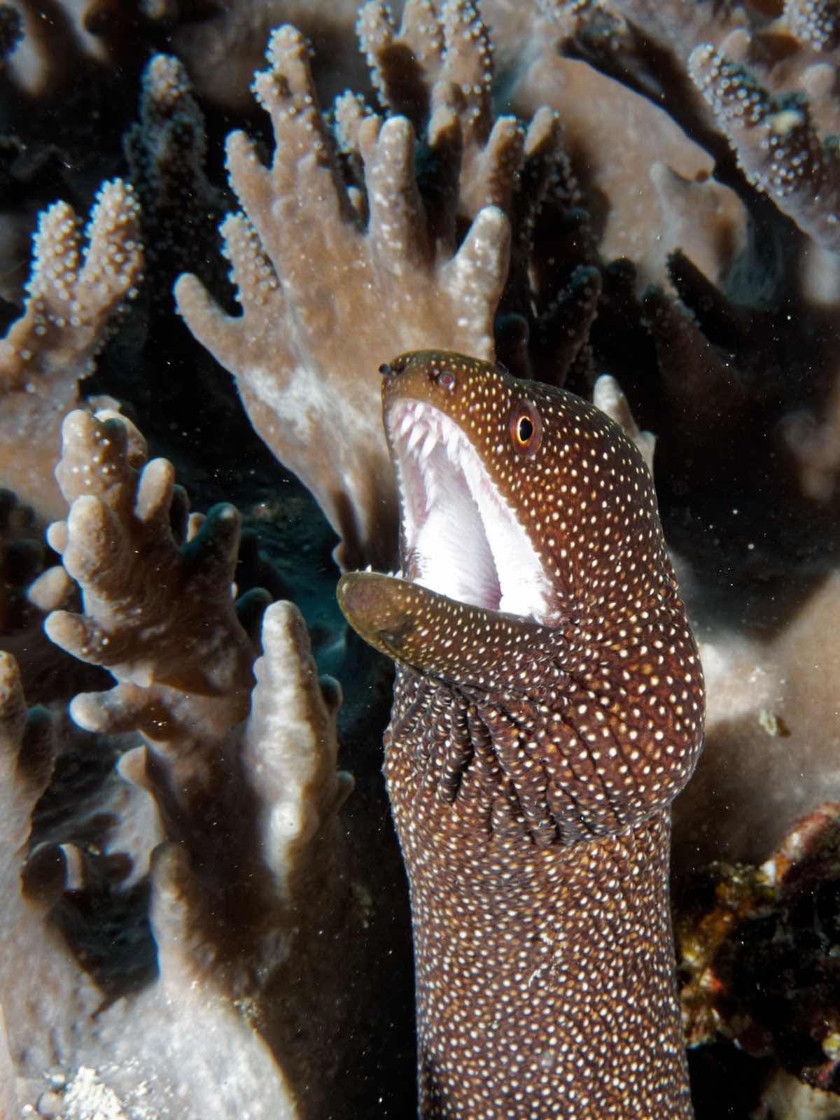 DiveTime Zanzibar - Jambiani photo 2