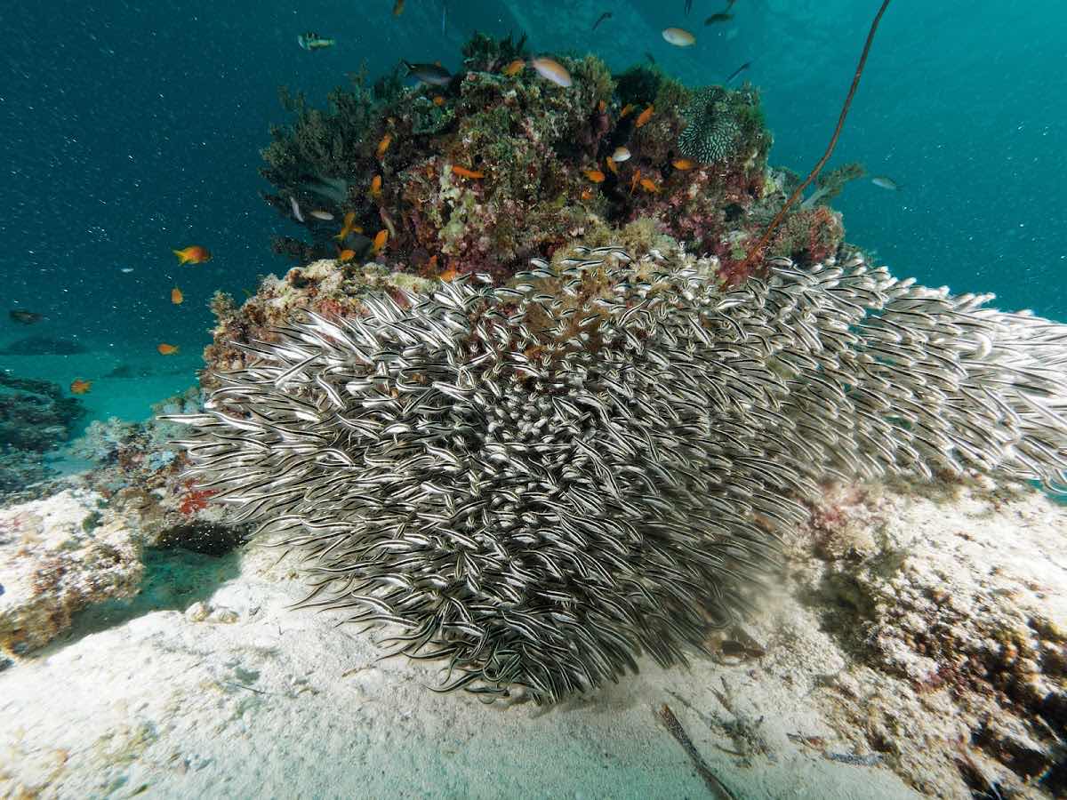 DiveTime Zanzibar - Jambiani photo 4