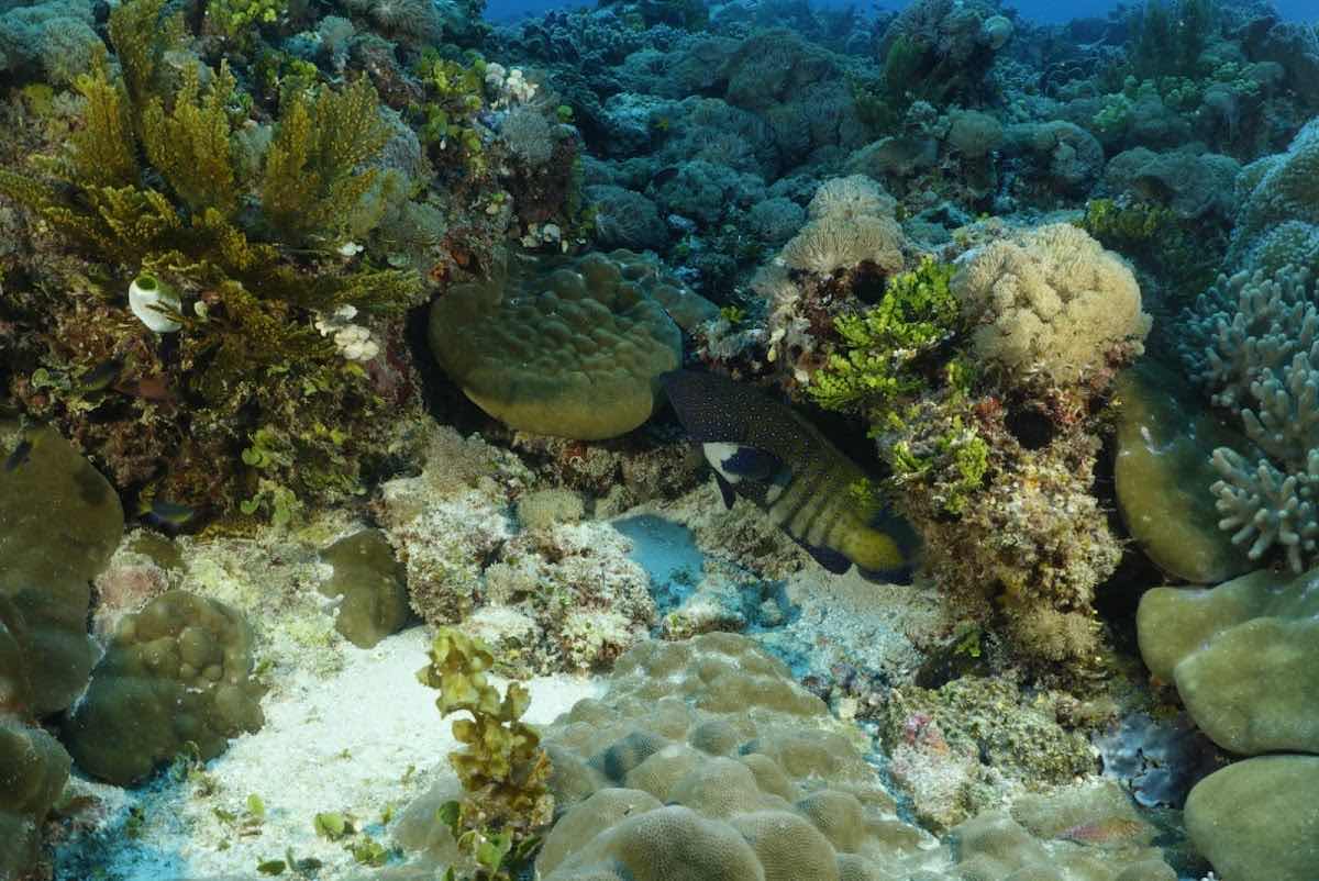 DiveTime Zanzibar - Jambiani photo 5