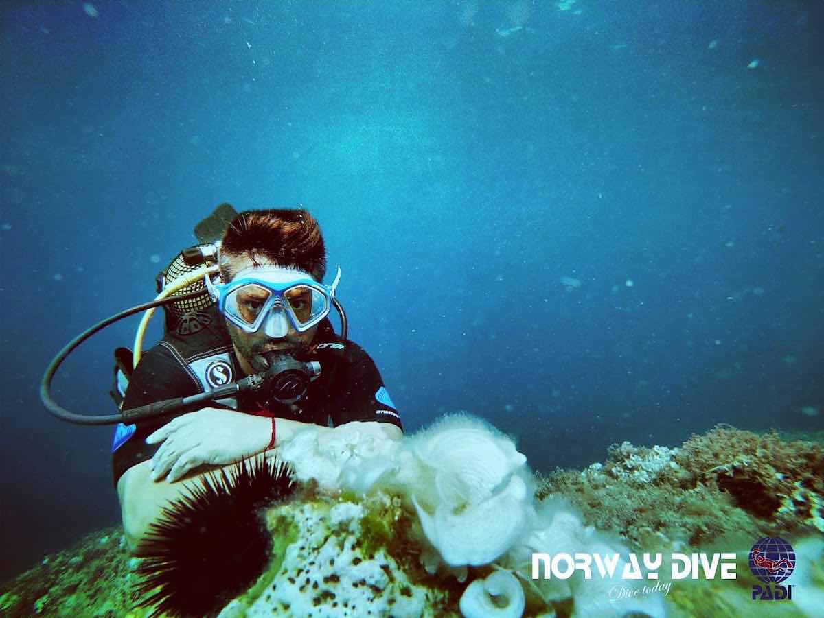 Norway Dive Mallorca - PADI 5 Star IDC Scuba Diving Center photo 4