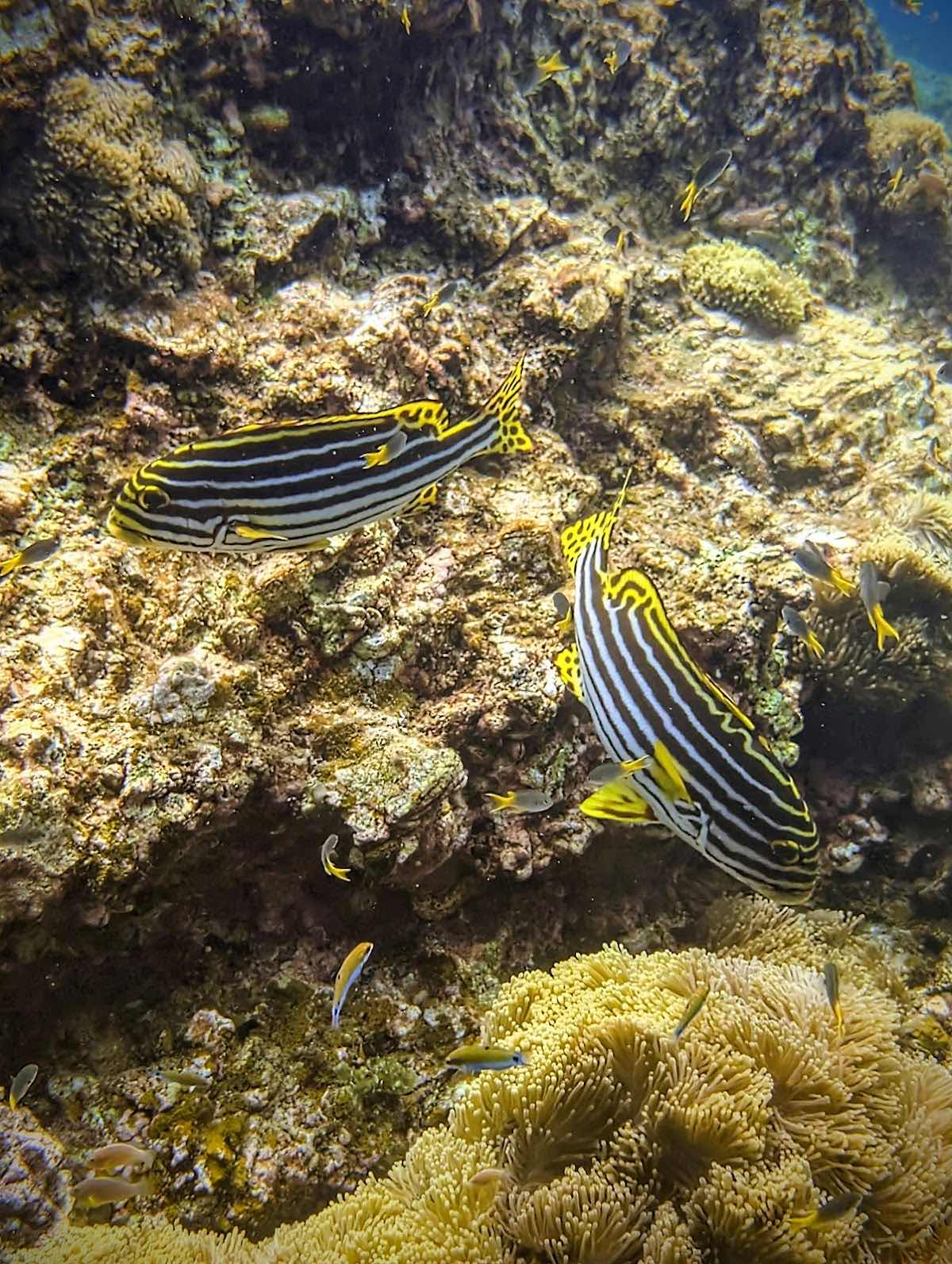 Ko Lanta Diving Center | Diving and Snorkeling. Branch Long Beach photo 4