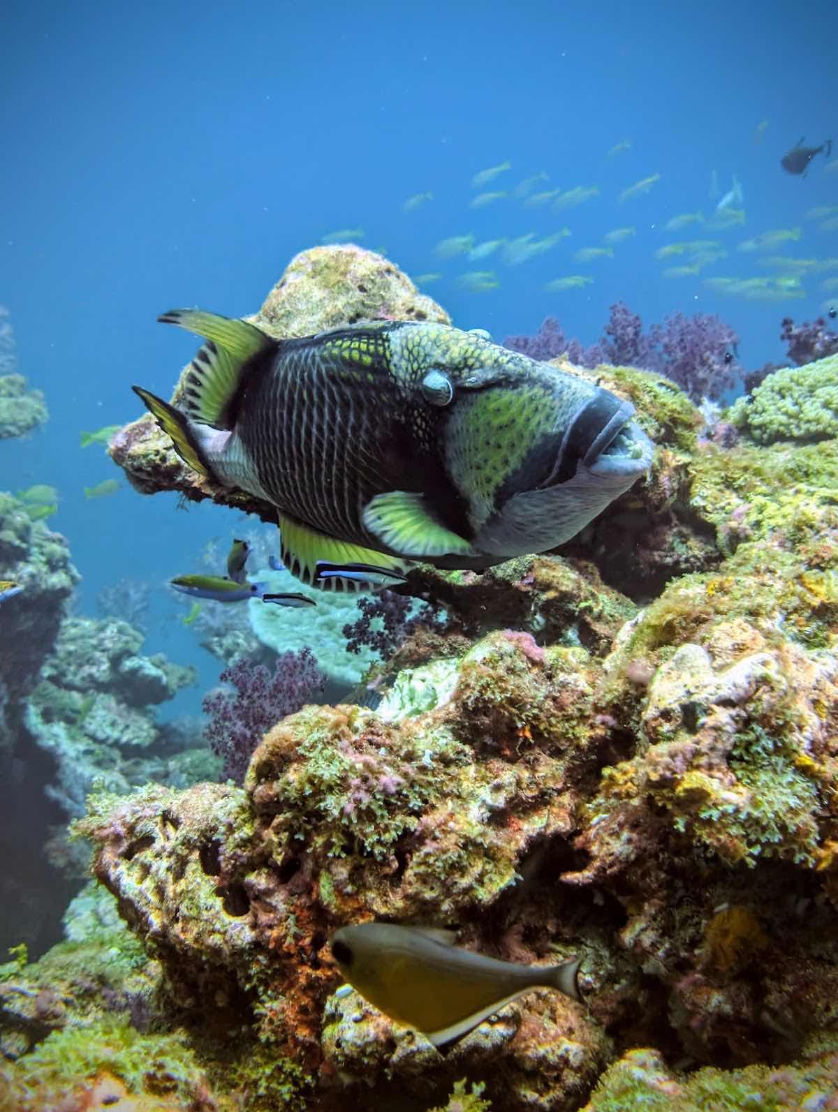 Ko Lanta Diving Center | Diving and Snorkeling. Branch Long Beach photo 5