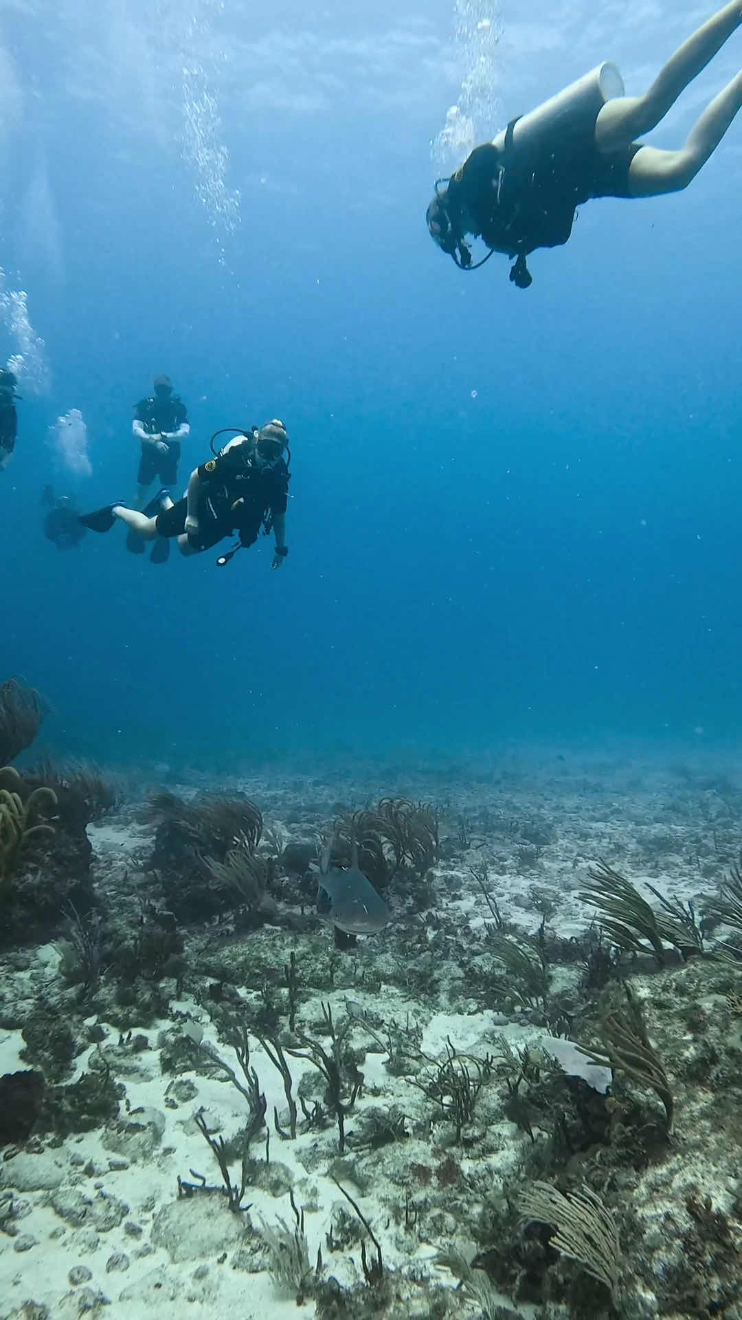 Friendly Island Divers photo 3