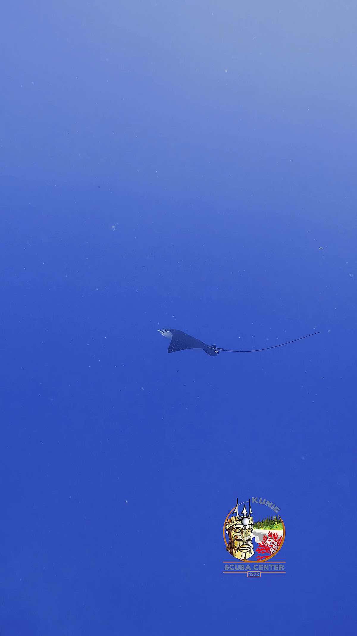 Kunie Scuba Center (Diving Center) photo 9
